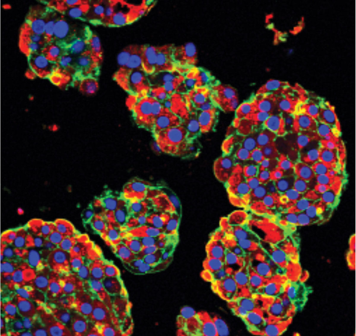 Microscopic image of human liver cells made from stem cells